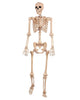 Crazy Bonez Pose-N-Stay Life Size 5FT Skeleton with Posable and Moveable Joints