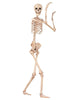 Crazy Bonez Pose-N-Stay Life Size 5FT Skeleton with Posable and Moveable Joints